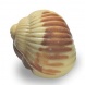 Sea Shell Praline